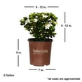 thumbnail image 4 of Southern Living Gardenia Diamond Spire Live Shrub in 2-Gallon Grower Pot, 4 of 14