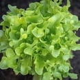 thumbnail image 2 of GSDWIUEW 2000+ Oakleaf Lettuce Seeds Heirloom Seeds Its Tender Leaves Offer a Delightfully Crisp Texture and Slightly Nutty Taste Making it Versatile Addition to Various Culinary Creations, 2 of 4