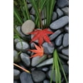 thumbnail image 2 of Brian Moore 23x32 White Modern Wood Framed Wall Art Titled - Maple Leaves I, 2 of 5