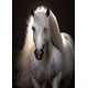 thumbnail image 3 of Cuadros en lienzo de caballos salvajes en blanco y negro para pared, carteles artísticos, impresiones, imágenes de animales modernos, decoración de habitación sin marco, 3 of 5