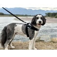 thumbnail image 5 of Chaleco reflectante para mascotas ShawnCo Essential sin tirones, 5 of 5
