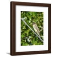 thumbnail image 1 of Eastern Phoebe, Framed Art Print Wall Art by Gary Carter Sold by Art.Com, 1 of 5