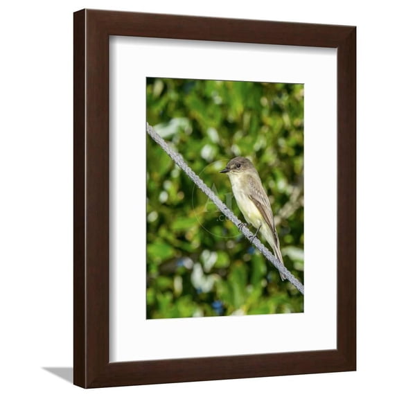Eastern Phoebe, Framed Art Print Wall Art by Gary Carter Sold by Art.Com