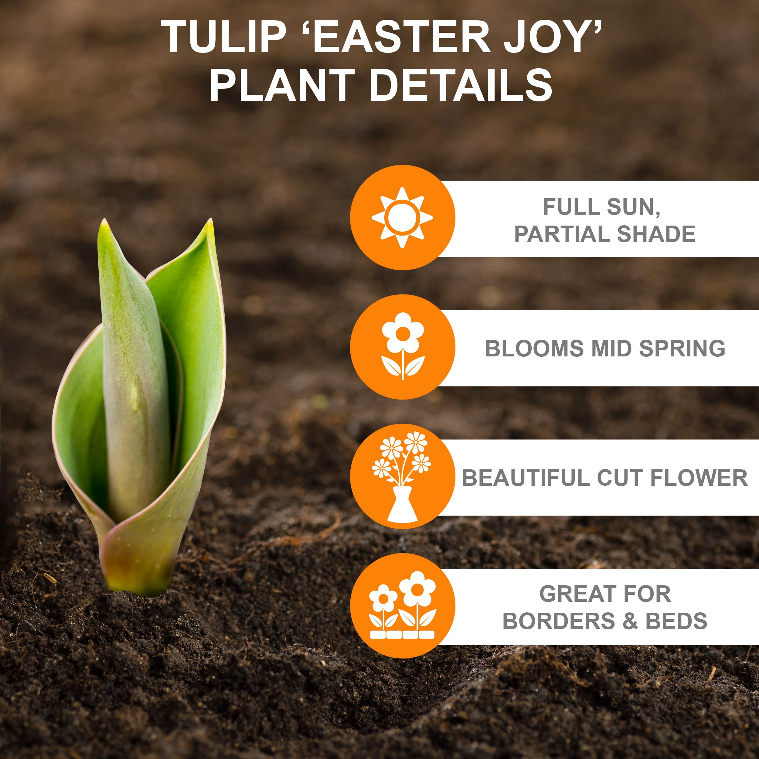 Garden State Bulb Triumph Easter Joy Mix Tulip Flower Bulbs, 12/+ cm (Bag of 250)