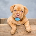 thumbnail image 5 of Durable Interactive Dog Chew Toy For Aggressive Chewers Long Lasting Bone Design Pet Teeth Cleaning Puppy Teething Training Aid For All Size Dogs, 5 of 5