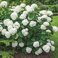 thumbnail image 2 of Annabelle Hydrangea Deciduous Flowering Shrub, grown in a 4 inch pot (1-Pack), 2 of 4
