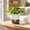 White_New#287, variant on Self-Watering Root Control Planter, Removable Plastic Pot for Pothos, 5 Inch, 3 Colors