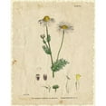 thumbnail image 3 of Kimberly, Allen 12x14 Black Modern Framed Museum Art Print Titled - Mayweed 1, 3 of 5
