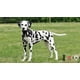 thumbnail image 3 of Pechera Para Perro Mediano Marca Tosko, 3 of 3