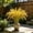 C, variant on Artificial Rice Stalks Bundle Faux Paddy Grain Twigs Realistic Dried Look Decorative Grasses For Vase Home Wedding Seasonal Household Decor