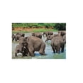 thumbnail image 2 of Rompecabezas Familia Elefantes 1000 Pzs KELVIN Familia elefantes, 2 of 2