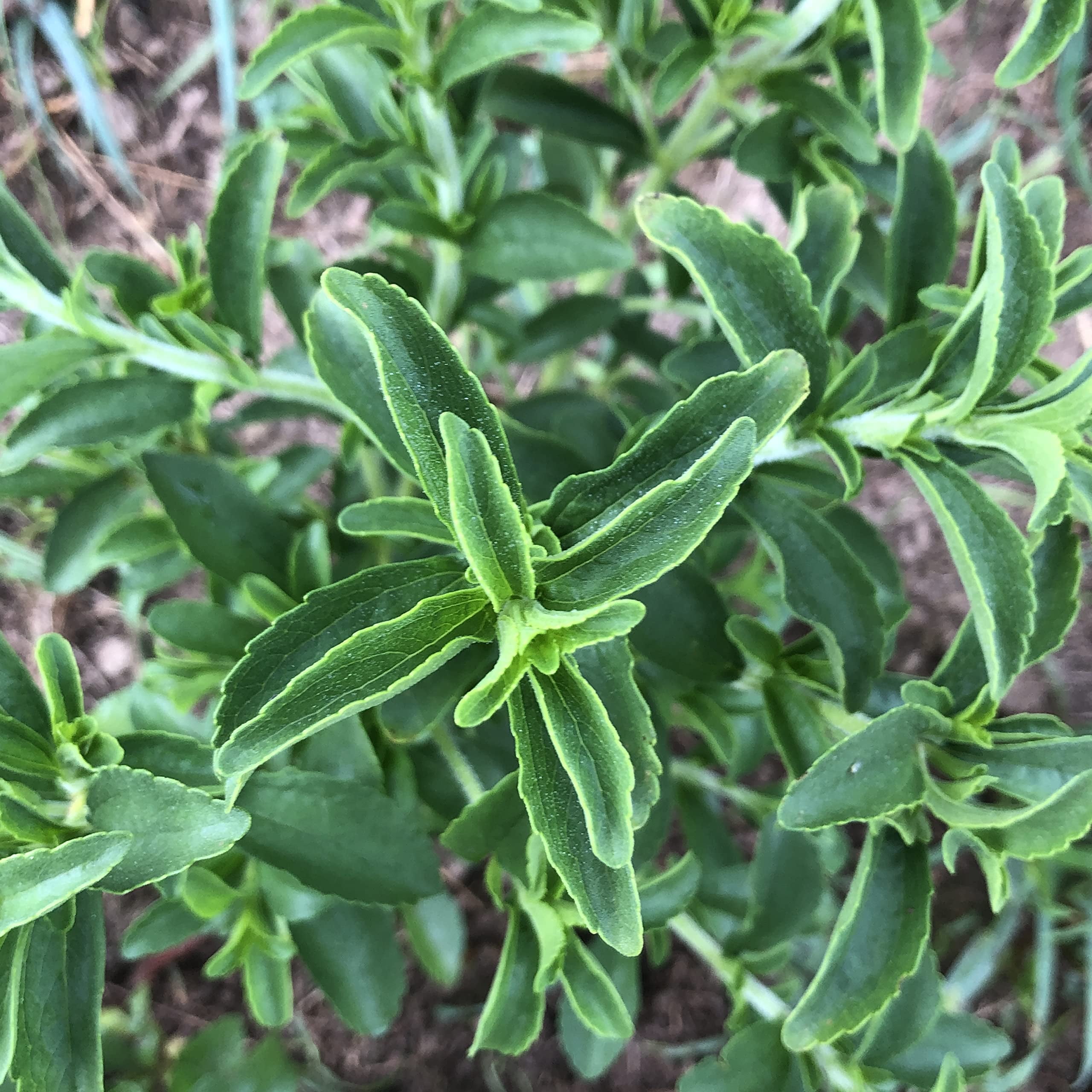 Stevia Live Plant, (Stevia rebaudiana) 2.5 inch Pot - Candy Leaf Sweet Leaf Sugar Leaf Sweetener Plant Live