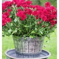 thumbnail image 3 of Fancy Whiskey Barrel Victorian Rustic Look 10X8 inches Flowerpot / Planter for Nursery Indoor, Outdoor, Garden Patio Office Ornaments Home Decor Use Long Lasting Reusable Light Weight, 3 of 3