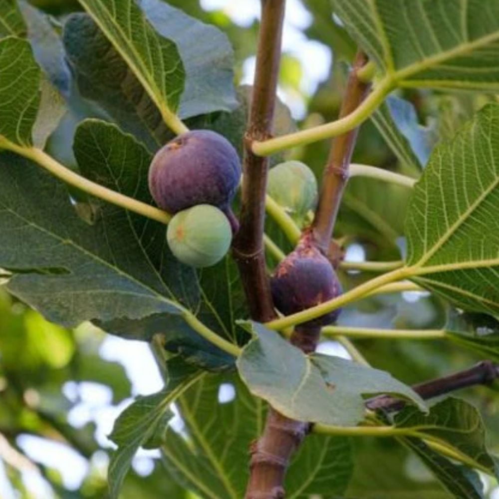 Expert Gardener 2-3 ft. tall Texas Everbearing Fig Live Tree in 5-Gallon Grower Pot