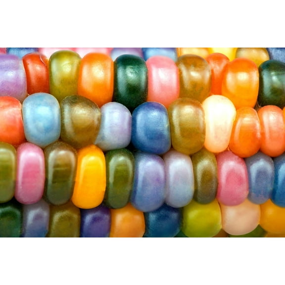 CZ Grain 25  Authentic Glass Gem Indian Corn Seeds