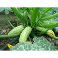 thumbnail image 3 of GSDWIUEW 30+ Courgettes Courgette Buisson Géant-Légume Blanchâtre, 3 of 7