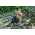 thumbnail image 5 of Hi-Line Gifts Sitting Yorkshire Terrier Outdoor Garden Statue - 9.25" - Black and Brown, 5 of 5