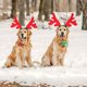 thumbnail image 5 of Correa para la cabeza con asta de reno para perro, gorro de Papá Noel, disfraz navideño para mascota, tocado para perro y gato, accesorios, 5 of 5