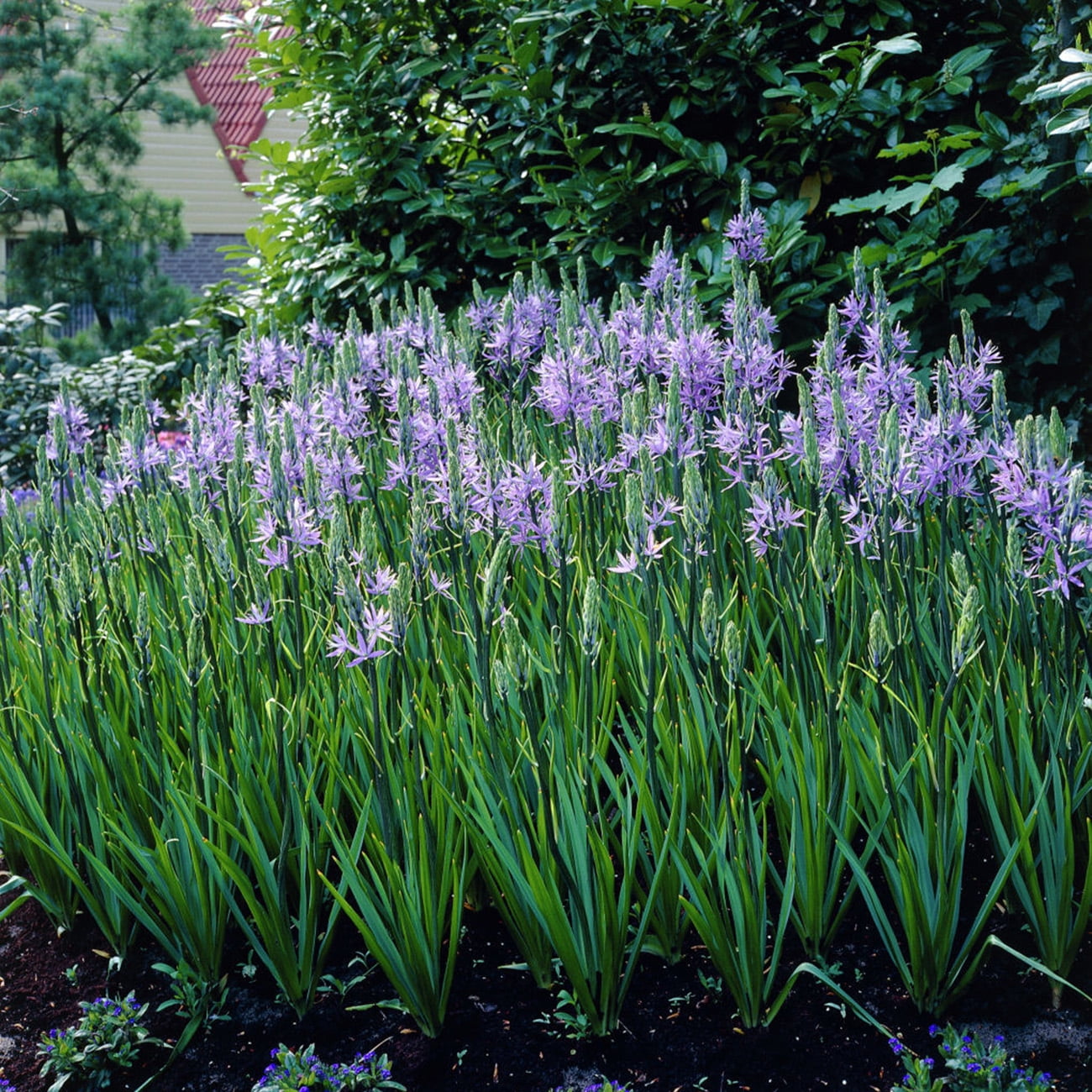 Van Zyverden Camassia Quamash Set of 25 Bulbs Blue Part Sun