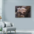 thumbnail image 3 of Trademark Fine Art 'Rockhopper' Canvas Art by Julie T. Chapman, 3 of 4