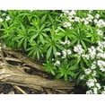 thumbnail image 1 of 20 Graines d'Asperule Galium Odoratum Boisson Douce Fleur Blanche, 1 of 4