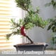 thumbnail image 3 of Clips Para Doblar Plantas De 90 Grados Clips De Crecimiento De Plantas De Plástico Doblador De Ramas De Plantas Para Control De Plantas 30 Uds. seitruly HA035152-00, 3 of 6