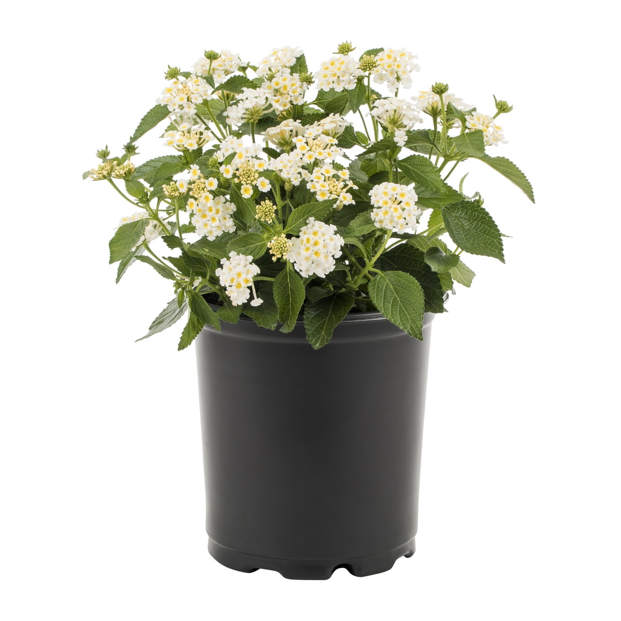 Expert Gardener 2QT White Lantana Live Annual Plant Sun 3-Pack