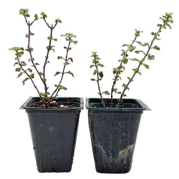 2 Wall Germander – Compact Evergreen Groundcover Shrub with Glossy Aromatic Foliage & Purple Summer Flowers (Teucrium chamaedrys) in 3.5″ Cubes, Live Plants