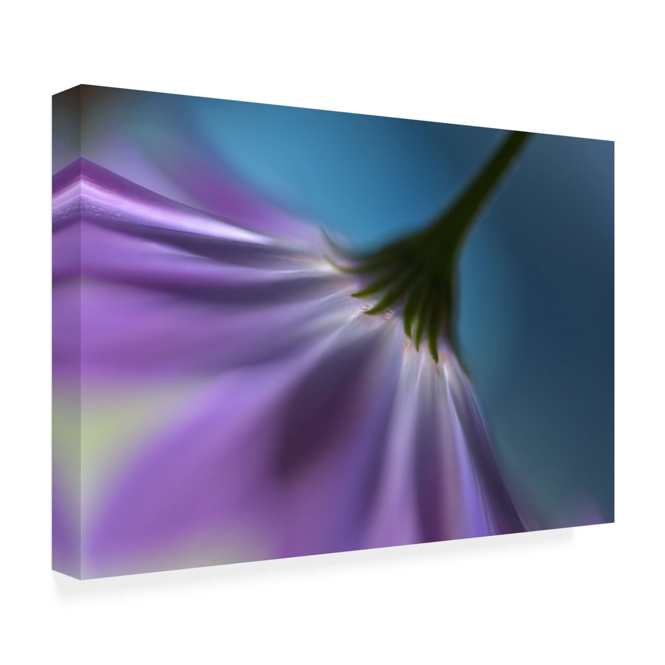 Canvas Wall Art - Heidi Westum 'Bright Marguerites' Wall Art for Living Room, Bedroom, or Office Décor by Trademark Fine Art - 47 x 30 Inches