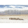 thumbnail image 3 of Schell, Jennie Marie 14x10 Black Modern Framed Museum Art Print Titled - Elk Herd in Winter Landscape, 3 of 5