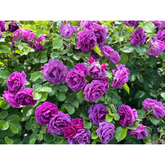 Seedville 5 Rose/ Rosa Floribunda Flower Seed