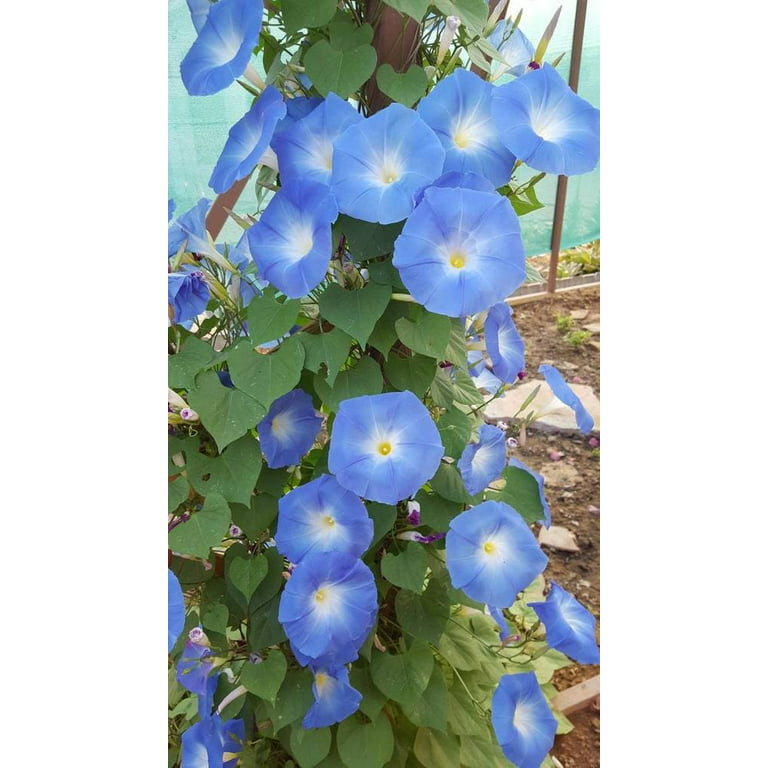 TomorrowSeeds - Heavenly Blue Morning Glory Seeds - 100+ Count Packet - Ipomoea Tricolor USA Garden Vine Moon Clarkes Flower Seed Non GMO For 2023 Season - Walmart.com