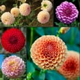 thumbnail image 4 of 40+ Seeds-Pompon Dahlia Mix Seeds-#D034-Authentic Seeds-Flowers-Seeds-Rose seeds-Herb seeds-Vegetable Seeds-Mix Seeds for Plant- B3G1, 4 of 4