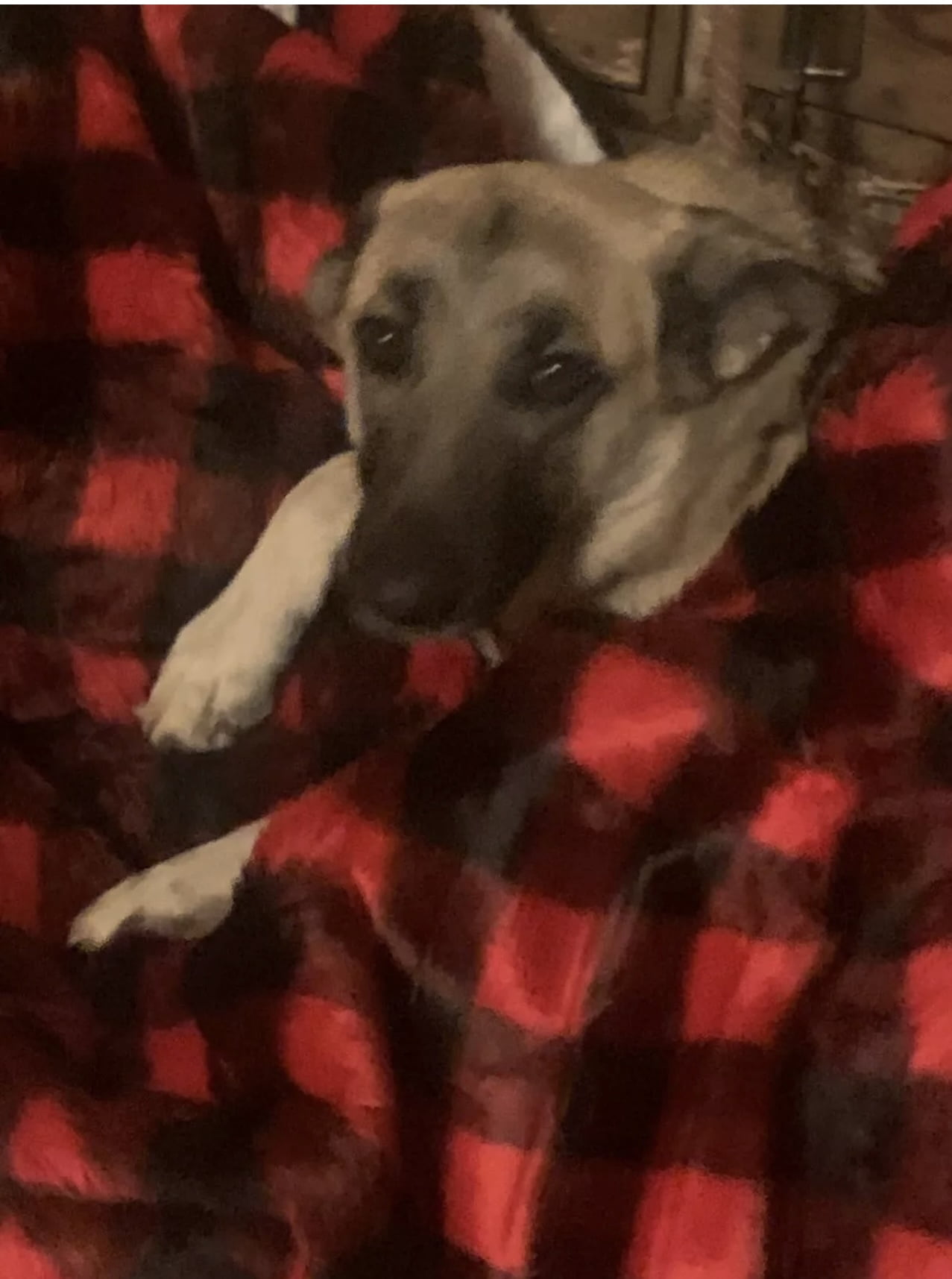 PAW Pup-PROTECTOR Throw Waterproof Blanket for Large Dogs, Winter Plaid