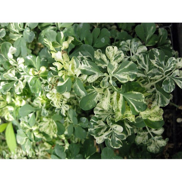 Variegated Rue Herb Plant 8 Plants 2.5" Pots