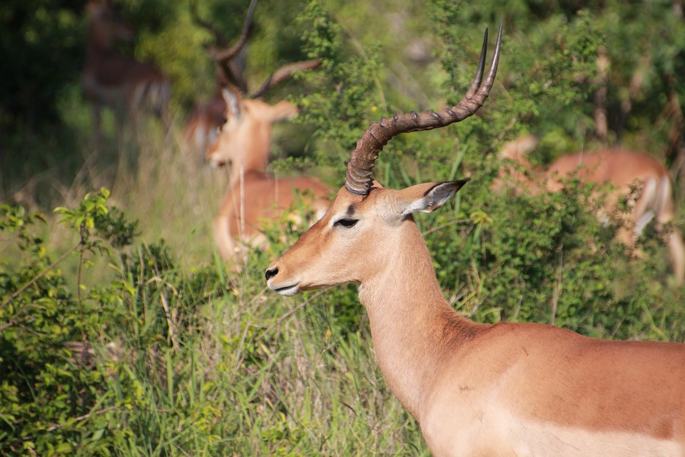 Antelope Wild Impala Kruger National Park12 Inch By 18 Inch Laminated