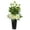 White, variant on Nearly Natural Peony Artificial Arrangement in Black Vase