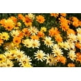thumbnail image 6 of TomorrowSeeds - African Daisy Mix Seeds - 4500+ Count - For 2026 Planting Cape Marigold Rain, 6 of 9