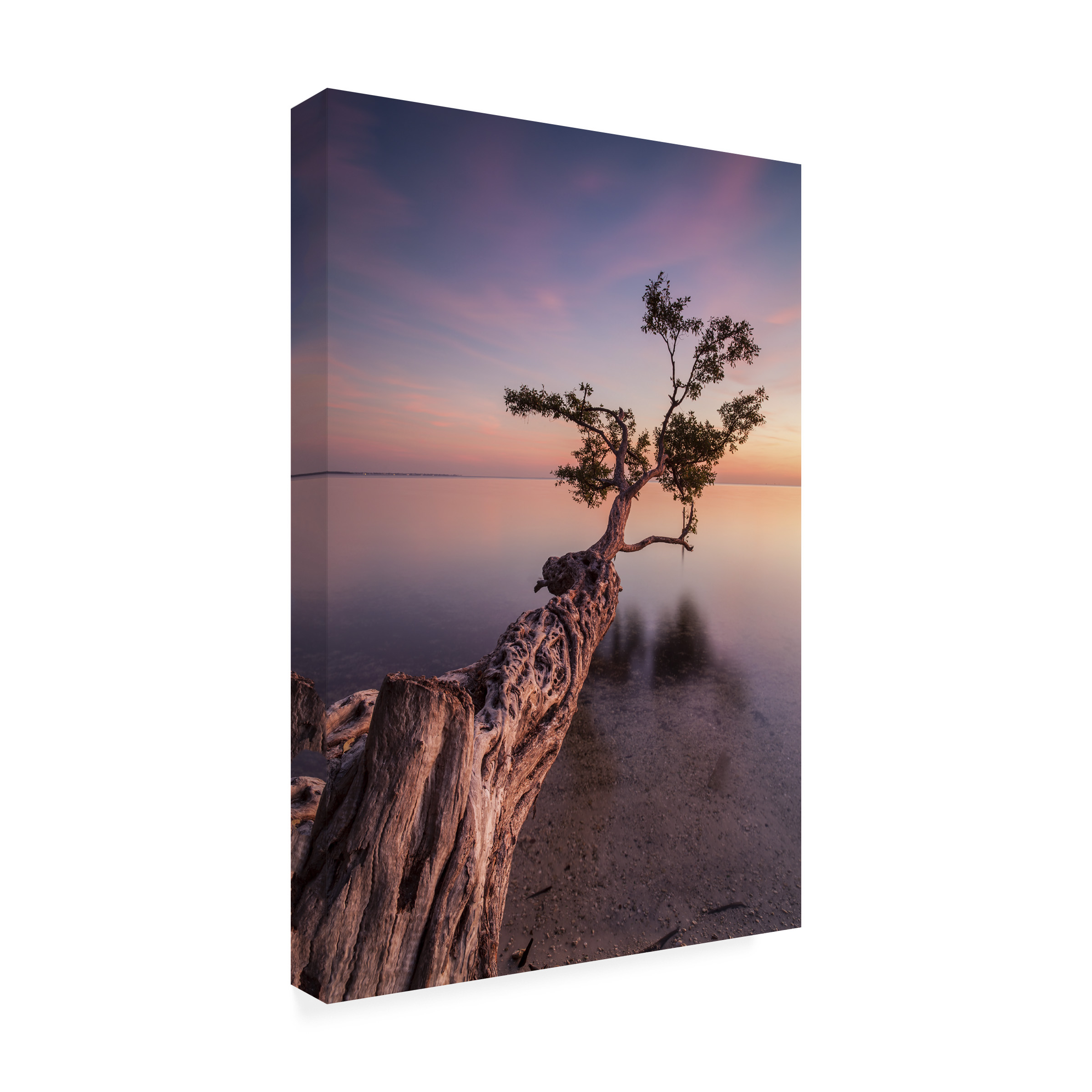 Moises Levy 'Water Tree IV' Canvas Art