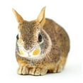thumbnail image 6 of Safari Ltd. Eastern Cottontail Rabbit Baby Figurine - Lifelike 4.25" Model Figure - Educational Toy for Boys, Girls, and Kids Ages 18M+, 6 of 7