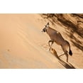 thumbnail image 2 of Kaveney, Wendy 32x23 Black Ornate Wood Framed with Double Matting Museum Art Print Titled - Namibia, Sossusvlei Oryx climbing a sand dune, 2 of 4