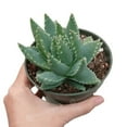 thumbnail image 4 of Aloe Brevifolia, Short-leaved Aloe, Best Succulent for Beginner 2 inch size, 4 of 7