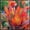 A, variant on Canna, Low Maintenance - Easy Grow - Ideal for Beds Borders, Plant Pots & Planters