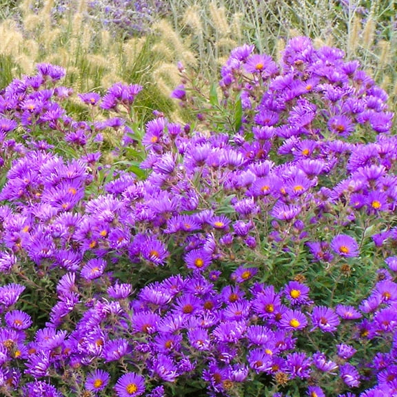 Lilac Blue Flowering Kickin Aster Dormant Bare Root Perennial Stater Plant, One Plant per Offer