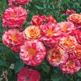 thumbnail image 6 of Heirloom Roses Rose Bush - Frida Kahlo™ Floribunda , Live Rose Plant, 6 of 6