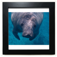 thumbnail image 1 of Organismo marino fotografia Foto animal Mesa de pared con marco cuadrado negro, 1 of 4