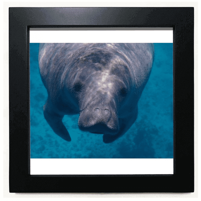 Organismo marino fotografia Foto animal Mesa de pared con marco cuadrado negro