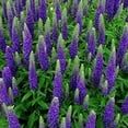 thumbnail image 7 of Expert Gardener Outdoor Live Plant Veronica Speedwell Royal Candles Purple 2.5QT, Sun, 7 of 7