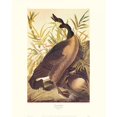 thumbnail image 3 of Audubon, John James 15x18 Black Modern Framed Museum Art Print Titled - Canada Goose (decorative border), 3 of 5