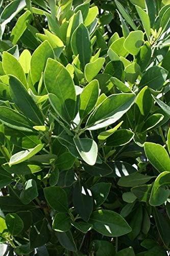 Anise Forest Green - 3 Live Plants - Illicium Parviflorum - Shade Loving Evergreen Hedge